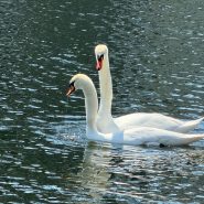 Swans Grayson and Debbie 2026, cropped, 4-10-26